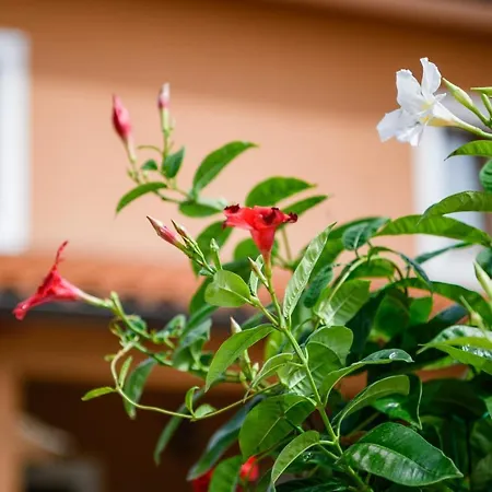 別荘 Villa Percan - Spacious Family Home With Private Pool On A 4000 Square Meter Plot クルニカ